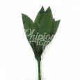 ASPIDISTRA