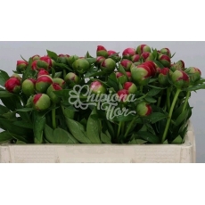 PEONIA CORAL