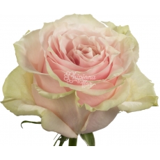 ROSA PINK MONDIAL 60 CM
