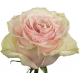 ROSA PINK MONDIAL 50 CM