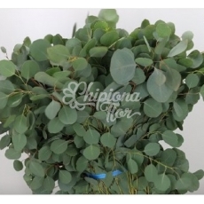 EUCALIPTO POPULUS