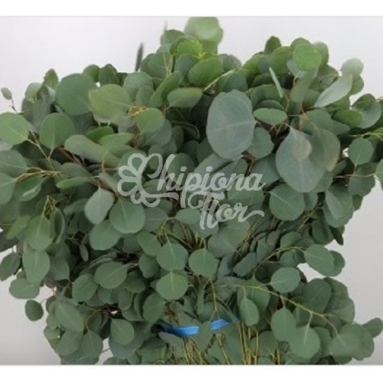 EUCALIPTO POPULUS