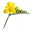 FREESIA