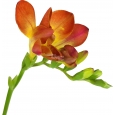 FREESIA