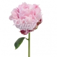 PEONIA