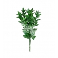 RUSCUS