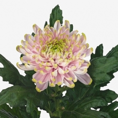 CRISANTEMO CHARLOTTE (UNIFLOR)