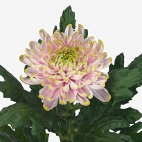 CRISANTEMO CHARLOTTE (UNIFLOR)