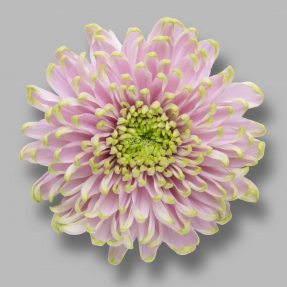 CRISANTEMO charlotte