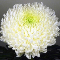 CRISANTEMO MAGNUM (UNIFLOR)