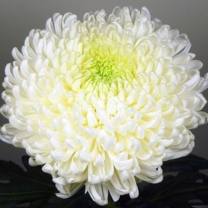 CRISANTEMO SNOWDOWN (UNIFLOR)