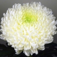 CRISANTEMO SNOWDOWN (UNIFLOR)