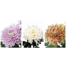 CRISANTEMO ROSSANO (UNIFLOR)