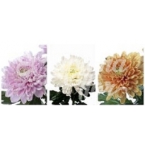 CRISANTEMO ROSSANO (UNIFLOR)