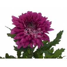 CRISANTEMO ROSSANO PÚRPURA (UNIFLOR)
