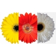 GERBERA