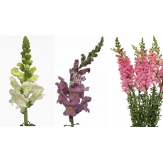 ANTIRRHINUM