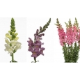 ANTIRRHINUM