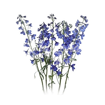 DELPHINIUM