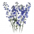 DELPHINIUM