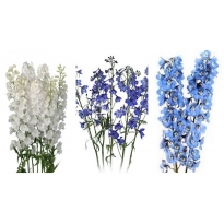 DELPHINIUM 80 CM SUP.