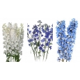 DELPHINIUM
