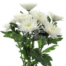 CRISANTEMO ANASTASIA