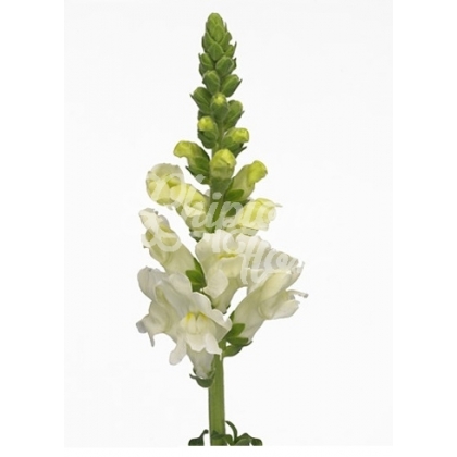 ANTIRRHINUM