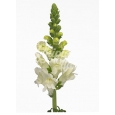 ANTIRRHINUM