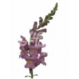 ANTIRRHINUM