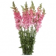 ANTIRRHINUM