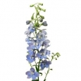 DELPHINIUM