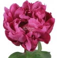 PEONIA