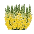 ANTIRRHINUM