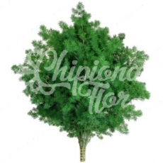 ASPARAGUS MIROCLAUDIO