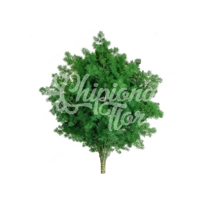 ASPARAGUS MIROCLAUDIO