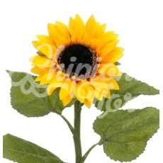 GIRASOL (HELIANTHUS)