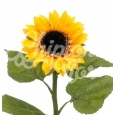 GIRASOL