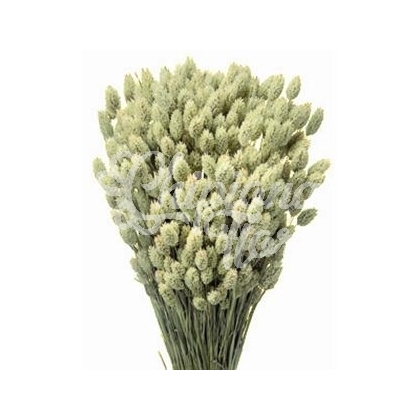 ESPIGAS DE PHALARIS SECO