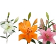 CAJA DE LILIUM LA - 5€ PAQUETE
