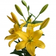 CAJA DE LILIUM LA - 5€ PAQUETE