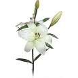 CAJA DE LILIUM LA - 5€ PAQUETE