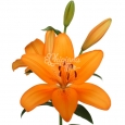 CAJA DE LILIUM LA - 5€ PAQUETE