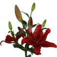 CAJA DE LILIUM LA - 5€ PAQUETE