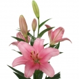 CAJA DE LILIUM LA - 5€ PAQUETE