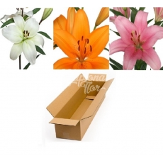 CAJA DE LILIUM LA