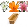 CAJA DE LILIUM LA - 5€ PAQUETE