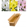 CAJA DE CRISANTEMO - 1.8€ PAQUETE