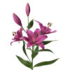 Lilium Oriental Rosa