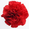 Clavel Fancy Colombia Rojo